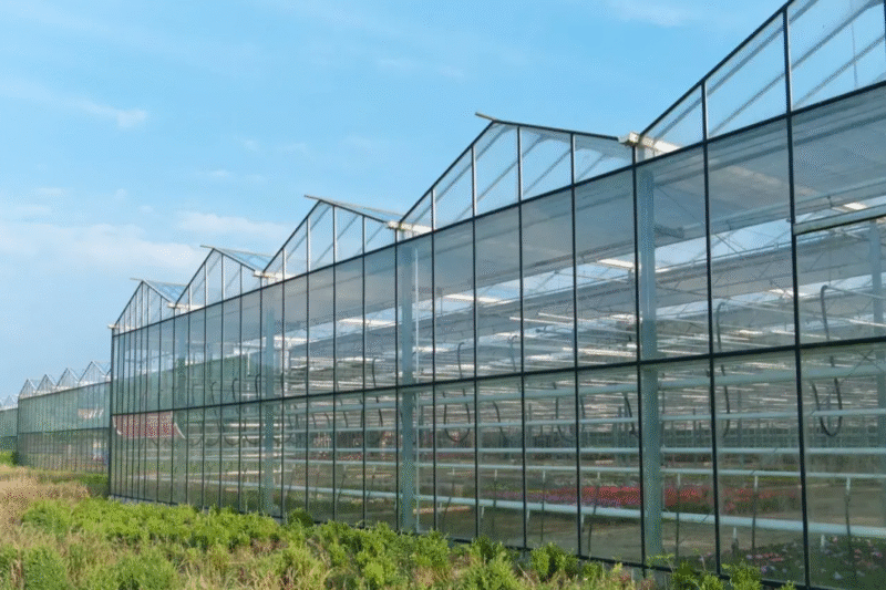 Even Span Greenhouse: The Perfect Home for Your Plants